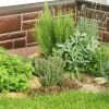 Underrated plant everyone should eat year-round
