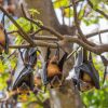 5 amazing facts about bats