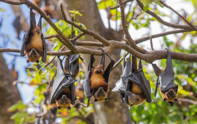 5 amazing facts about bats