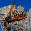 Natural remedies for wasps: How to repel dangerous insects without chemicals