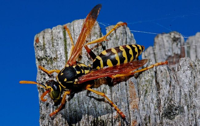 Natural remedies for wasps: How to repel dangerous insects without chemicals