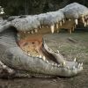 World’s oldest crocodile with over 10,000 offspring: What he looks like