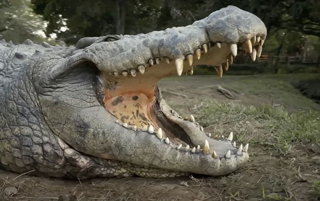 World’s oldest crocodile with over 10,000 offspring: What he looks like