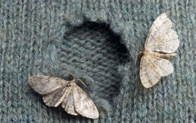 Methods to get rid of moths in your closet