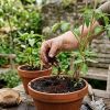 Gardeners swear by this free trick that can replace expensive plant fertilizer