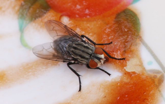 This method helps to get rid of flies in house