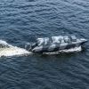 Ukraine prepares sea drones for new missions in Black Sea