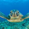 Fifth ocean on map: Here’s what scientists now recognize