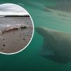 Mysterious 6-meter sea monster washes ashore in Britain, Photo