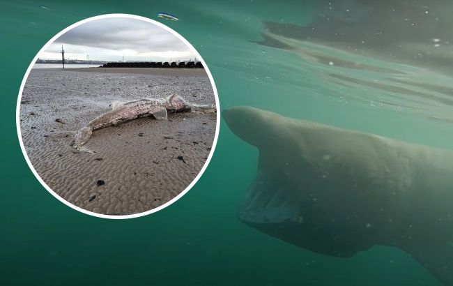 Mysterious 6-meter sea monster washes ashore in Britain, Photo