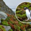 Ukrainian polar explorers showcase summer in Antarctica