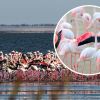 Unique pink flamingos under threat near Odesa, Ukraine