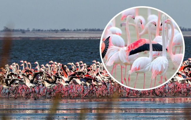 Unique pink flamingos under threat near Odesa, Ukraine