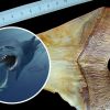 Scientists discover megalodon tooth dating back millions of years