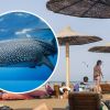 Huge shark spotted near Egypt beach: Tourists' reaction