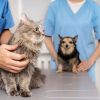 5 mistakes pet owners make in flea and tick protection