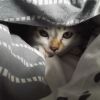 Pet hides and avoids contact? It may be a warning sign