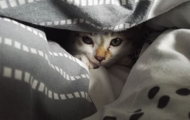 Pet hides and avoids contact? It may be a warning sign