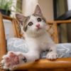 Six common mistakes cat owners make