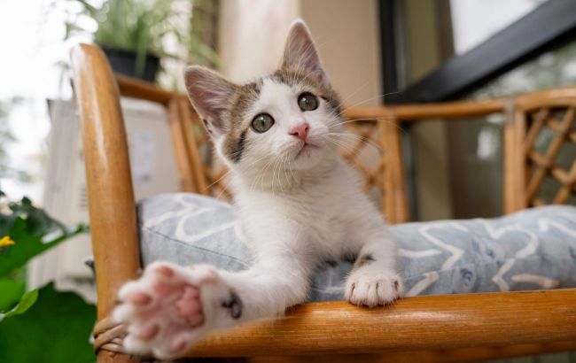 Six common mistakes cat owners make