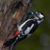 Top 5 amazing things that make woodpeckers unique