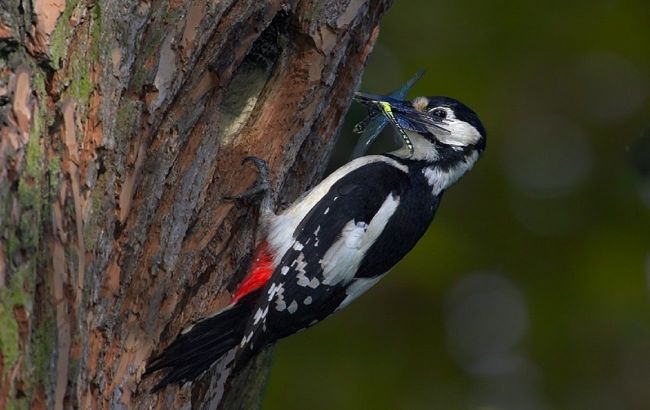 Top 5 amazing things that make woodpeckers unique