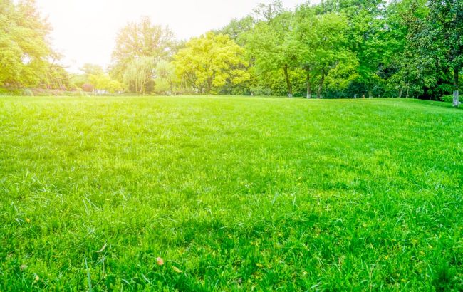 Make your lawn envy-worthy: Secret to lush green grass unveiled