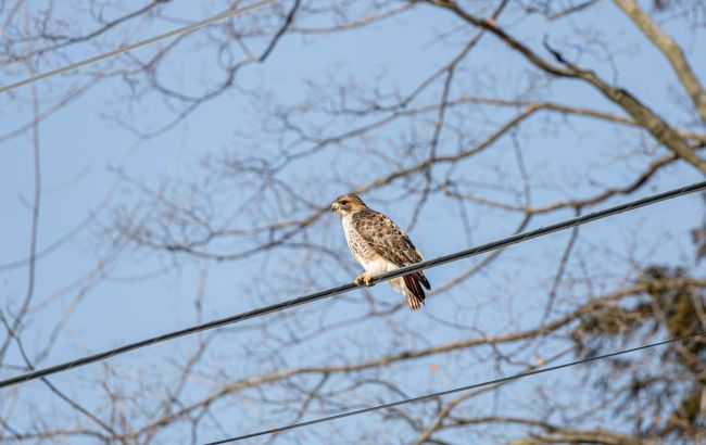 Ukraine's war zone is pushing this protected bird toward extinction