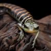 How many times lizard can shed its tail: Answer surprised scientists