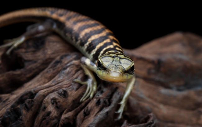 How many times lizard can shed its tail: Answer surprised scientists