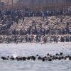 Spain deploys troops to Ceuta after mass migrant border breach