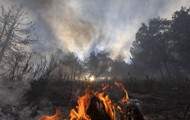 Environmental impact of war: Ukrainian forests may take 90 years to recover