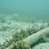 Estonia reports damage to five underwater cables