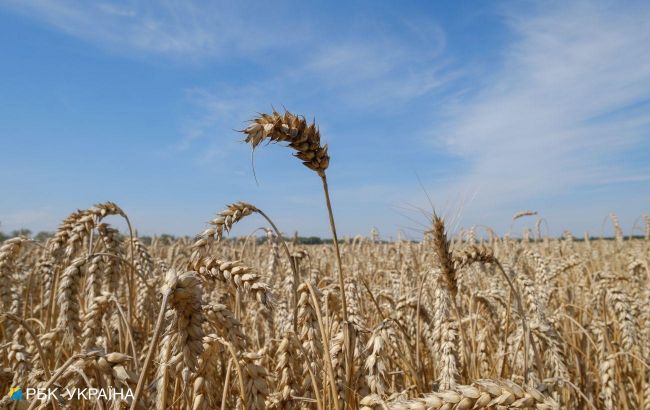 Slovakia bans Ukrainian grain import until end of year