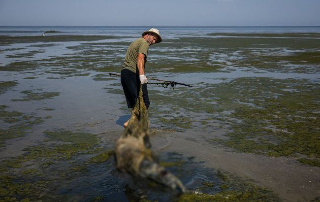 Black Sea dolphins are going blind off Ukraine's Odesa coast due to military sonars