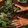 Best plant to fight stress: Few know about it