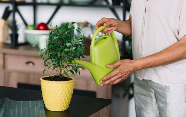 Stop watering plants this way before they wilt overnight