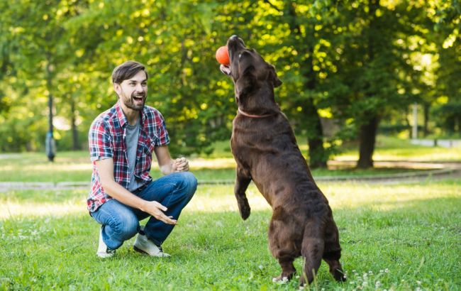 Dangers of summer: How to protect pets from 9 seasonal threats