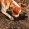 How to stop dog from digging holes in garden or yard: Lifehacks and tips