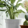 How to clean your houseplants to get rid of dust
