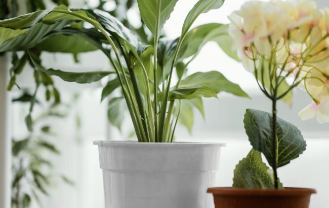How to clean your houseplants to get rid of dust