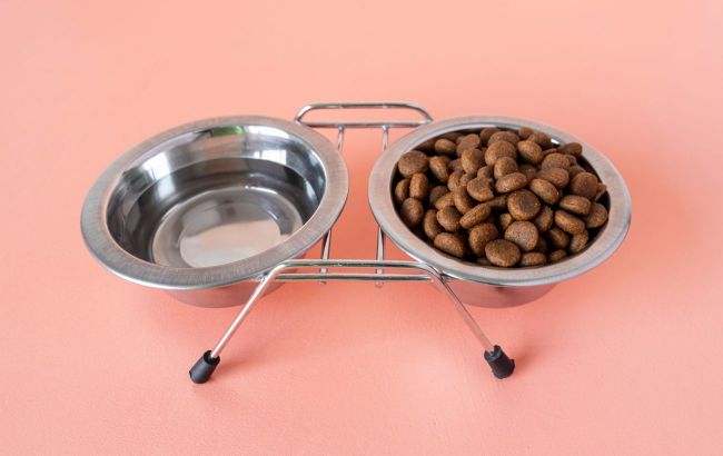 Secret tips from veterinarians: How often you really need to wash your pets' bowls