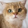 Caring for your cat's teeth: Recognizing signs of dental issues