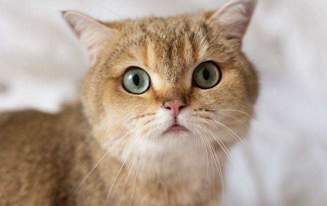 Caring for your cat's teeth: Recognizing signs of dental issues