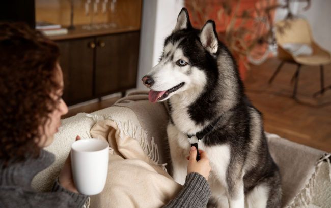 7 overlooked pet items that pose a serious health risk if not cleaned