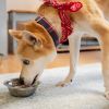 Tips and tricks for introducing rice to your dog's meal plan - Veterinarian explains