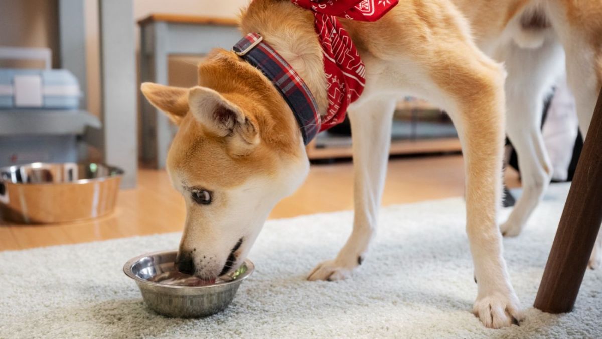 Tips and tricks for introducing rice to your dog s meal plan RBC