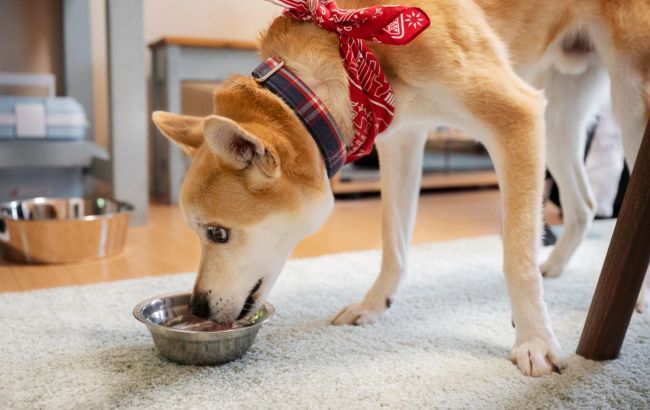 Tips and tricks for introducing rice to your dog's meal plan - Veterinarian explains