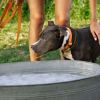 Why dog drinks lot of water: It's worth knowing whether to be alarmed