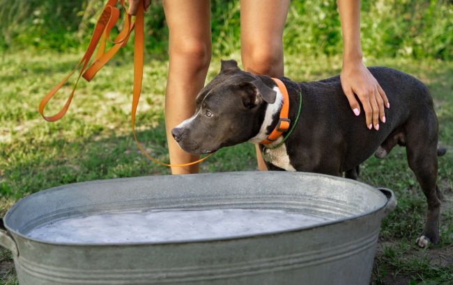 Why dog drinks lot of water: It's worth knowing whether to be alarmed
